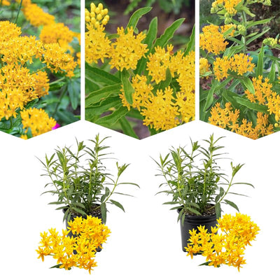 2 Yellow Milkweed Plants Live Butterfly Asclepias Tuberosa, Wildflowers Perennial Bush, Swamp Common Plant, 5-9" in Tall, No Pot
