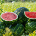 Live Sweet Watermelon Starter Plant, 3-5 Inch Tall