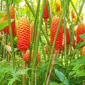Pack of 4 Shampoo Ginger Rhizomes, Hardy Zingiber Zerumbet Pinecone Ginger Roots for Planting, Tropical Landscaping Perennial