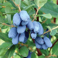 Honeyberry Haskap Live Plant, 4-8" Inch Tall, Honeyberry Plant Live, Cold Hardy Berry Plant for Outdoor Garden and Landscape, No Pot