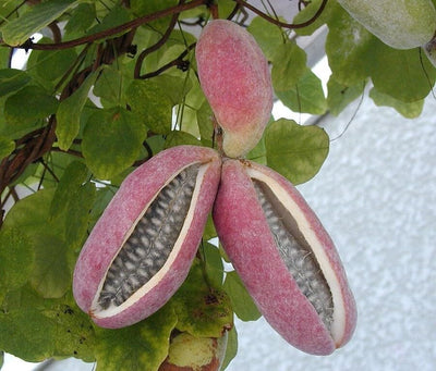 Chocolate Vine Plant, Akebia Quinata, Sweet Fruit Plant Well Rooted, Appx 4 to 6 Inches Tall Cut Back Chocolate Fruit Starter Plant, Akebia Fruit Plant Live, Akebia Plant for Outdoor Garden