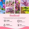 Redbud Tree in Quart Pot, Ornamental Redbud Flowering Tree, Vibrant Pink Blooms for Garden, Dormant in Winter