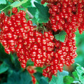 Live Currant Bush Plant Fast Growing, Ready Bear Fruit Within 1 Year - No NC, WV, NH, 6-14" Tall, Great for Backyard or Orchard Growing, Currant Plant (Red)
