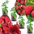 04 Raspberry Plants Live for Planting, Outdoor Spring Fast-Growing, 4-6" Sweet Berry Fruits Seedlings (Red Thornless Raspberry)