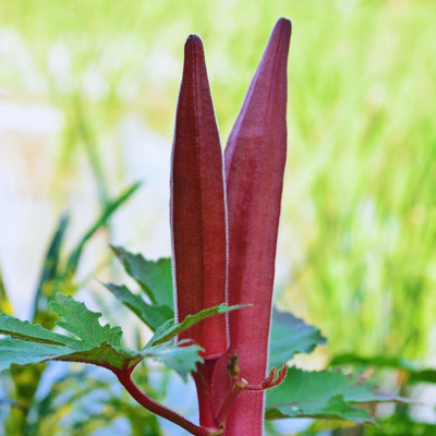 Set 2 of Okra Plants Live, Red Okra Live Plant, 4 Inc Potted, Vegetable Plants Live for Gardening Outdoor