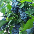 Common Blueberry Plant Live for Planting, Blueberry Bushes for Planting, 4"-7" Cold Hardy Blueberries Southern Highbush