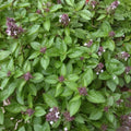 Thai Basil Plant in 4 Inch Pot - 4-6 Inch Tall Herb Plants