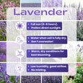 3 Plugs Lavender Plants Live Starter Plants 1-3" in Tall, Hardy Perennial Lavender for Garden and Landscape with Fragrant Purple Blooms, No Pot (Dark Blue)