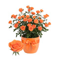 Orange Mini Rose Plant Live, Miniature Rose Bush in 3.5" Pot, Spring Blooming Mini Rose, 4–5" Tall, Indoor Outdoor Flowering Plant for Home Garden