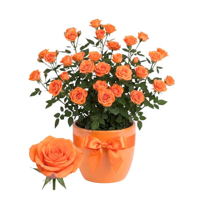 Orange Mini Rose Plant Live, Miniature Rose Bush in Pot, Spring Blooming Mini Rose, 4–5" Tall, Indoor Outdoor Flowering Plant for Home Garden