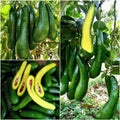 2-3Ft Large Avocado Tree Fruit Live Plant, Grafted Long Neck Avocados Trees Plants in 3 Gallon Pot, Tree Plant, 24-36 Inches in Tall