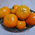 2 American Persimmon Tree Live Plant Bare Roots, Cold Hardy Fruit Plant Seedlings, Zone 4 to 9