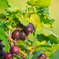 Jeanne Gooseberry Plant Live to Grow, Gooseberry Bushes Live Plant 5 to 9 Inch Height, Gooseberries Fruit Well Rooted