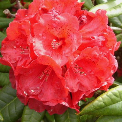 Big 1 Gallon Rich Red Rhododendron Plants Live, 1-3 Years Old Azalea Plants Live Shrubs Bushes for Planting, Very Well Rooted