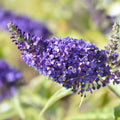Butterfly Bush Plant, Fragrant Buddleia Shub, Spring-Flowering Butterfly Bush 5-8 Inches (Light Purple)