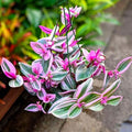 Live Tradescantia Nanouk Plant, Pink Wandering Jew Plant for Garden, Inch Plant Live, 6 Inc Pot