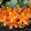 1-2 Ft Orange Rhododendron Plants Live, Azalea Rhododendron Bush Shrubs in 1 Gallon Pot for Planting, Azalea Bush Ready Plant, Live Rhododendron Plant Azalea