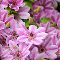 Clematis Vine Plant Live for Planting, Clematis Plants Live, 4 to 6 Inch Tall, 2.5 Inc Pot Well Rooted, Clematis Seeds Perennial, Pink Clematis