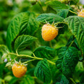 2 Fall Gold Raspberry Plantss Live for Planting 5 to 9 Inches Tall, Everbearing Raspberry Plants Sweet Raspberry Fruits Starter Plant