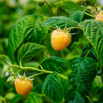 2 Fall Gold Raspberry Plantss Live for Planting 5 to 9 Inches Tall, Everbearing Raspberry Plants Sweet Raspberry Fruits Starter Plant