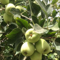 Green Apple Tree Live Plant, 2-3 Feet Tall Fruit Tree