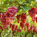 Grape Vine Live Plant 1-2 Year Old, Sweet Grape Plant Live for Growing, Grape Fruit Well Rooted Plant Bareroot (Red Grape)