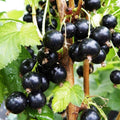Black Currant Plant Live for Planting, Black Currant Bush Rooted, 1 Year Old Bare Root, Current Berries Ready to Grow