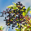 2 American Elderberry Plants Live for Planting, Black Elderberry Bush Live Plant 6 to 12 Inc Height, Bareroots