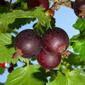 Jeanne Gooseberry Plant Live to Grow, Gooseberry Bushes Live Plant 5 to 9 Inch Height, Gooseberries Fruit Well Rooted