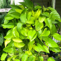 Neon Pothos Plant, Live Pothos Plant, Variegated Pothos Plant, Pothos Vines Plant 4 Inches Potted House Plant Indoors Live, Indoor House Plant