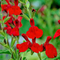 2 Hot Lips Sage Salvia Live Plant Herb in 1 Pot, Bicolor Blooms Salvia Sage Bush, Turn Red on Summer, Sage Shrub Grow Indoors Outdoor, 5 to 10 Inc Tall
