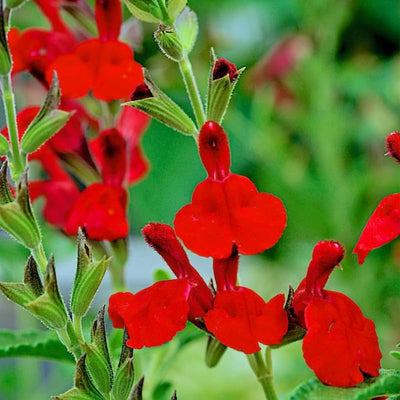 2 Hot Lips Sage Salvia Live Plant Herb in 1 Pot, Bicolor Blooms Salvia Sage Bush, Turn Red on Summer, Sage Shrub Grow Indoors Outdoor, 5 to 10 Inc Tall