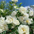 Rose Plant Live Ready to Plant, Fragrant Roses Flowers, in Pot, Ornamental Flowers Indoor Outdoor Home Garden (White Rose)