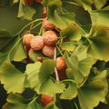 Ginkgo Tree Live Plant, Potted Ginkgo Plant Live, 8 to 11 Inc Tall, Shrub Tree Plant