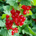 Red Currant Plant Live, Red Curant Bush Live Plant, 5-9 Inch Tall, Curant Berry Fruit Tree Bareroot