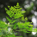 2 Moringa Live Trees Plants, Malunggay Oleifera Moringa Live Tree, 4 Months Old Well Rooted, 6 to 8 Inches in Tall