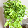 Neon Pothos Plant, Live Pothos Plant, Variegated Pothos Plant, Pothos Vines Plant 4 Inches Potted House Plant Indoors Live, Indoor House Plant
