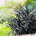 1 Black Fountain Grass Plant Live for Planting, Ornamental Grass Perennial Garden 5-9 Inch Tall