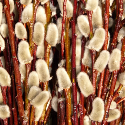 10Pcs Pussy Willow Cuttings for Growing 8-12 Inch Tall, Willow Plant Live for Planting