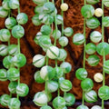 Variegated String of Pearls Plant Live, Trailing Succulent Vine, Rare Live Indoor Plant in Pot