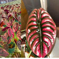 2 Rare Red Alocasia Plants Live Houseplant for Indoor Outdoor Growing, 4 to 8 Inches Tall, Rare and Hardy