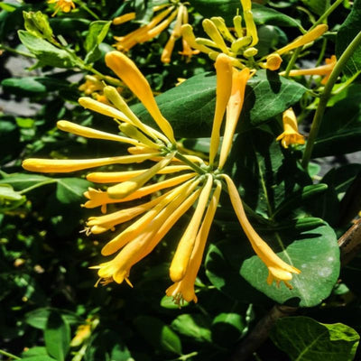 Yellow Climbing Honeysuckle Plant Live, Fragrant Honeysuckle Plants Vine Bushes in 2.5 Inch Pot