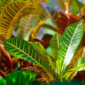 Croton Plant, 5 to 7 Inches Tall, Croton Plant Pot, House Plant Live for Gardening Indoor Outdoor, Live Croton Plant