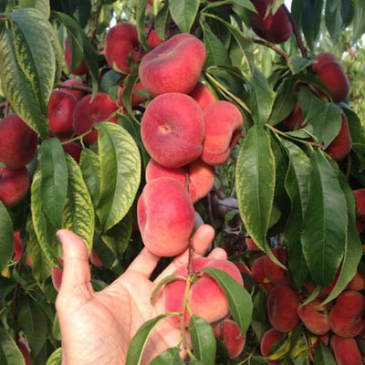 Donut Peach Live Plant, Outdoor Garden Fruit Tree, 1-2 Ft Tall