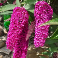 Raspberry Butterfly Bush Live Shrub Plant Shrub, Buddleia Bush Well Rooted, 5 to 10 Inc Tall