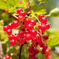 Red Currant Bush Live Plant, Red Currant Plant Live for Planting, Currant Berry Fruit Tree Well Rooted 1 Year Plant