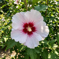 Red White Rose of Sharon Plant Live, Flowering Althea Plant, 6-12 Inch Tall