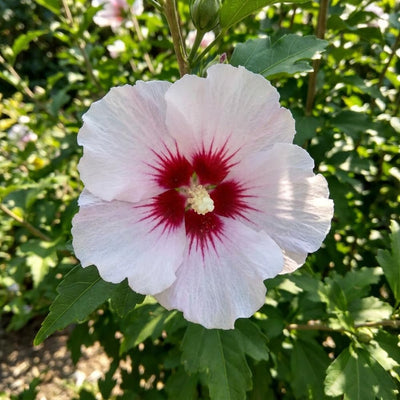 Red White Rose of Sharon Plant Live, Flowering Althea Plant, 6-12 Inch Tall
