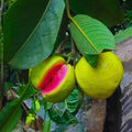 Set 3 Pink Guava Trees Live Plants, 1 Year Old Seedlings Well Rooted Guava, Live Guava Trees Plant, Guava Trees Plant Live, Guava for Growing, 5-10 Inch in Tall in 4 Inch Pot