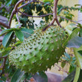 Soursop Tree Live Plant, Annona Muricata Soursop Plant Live, 5 to 8 Inches, Guanabana Fruit Tree